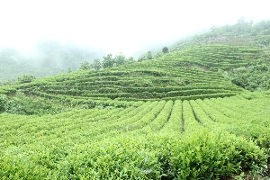 20241209/675661de34b27.jpg 82382094.jpg